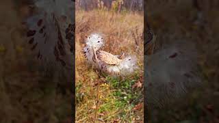 Whispy milkweed in the breeze wwwoakpointfarmcom farmlife milkweed shorts breeze [upl. by Kcirad]