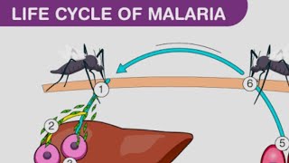 plasmodium vivax life cycle in man [upl. by Sajovich455]