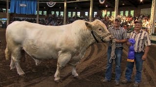 Big Animals  Iowa State Fair 2013 [upl. by Eelnyl]