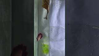 Betta fish breeding bettafish breeding bettabreedingtank [upl. by Nalyt]