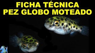 FICHA TECNICA PEZ GLOBO MOTEADO Tetraodon nigroviridis [upl. by Ainnet]