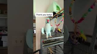 Chatty Little Bird🐦🐦pets cute birds bird fyp fypシ゚viral [upl. by Laroy290]