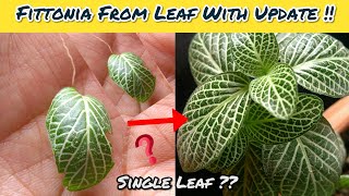 Fittonia Plant From Single Leaf With Result  Fittonia Propagation With Update [upl. by Kentiga108]