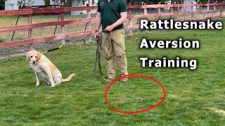 SNAKE How you can keep your dogs safe  Rattlesnake Aversion Training [upl. by Licec]