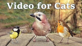 Videos for Cats to Watch  8 Hour Birds Bonanza  Cat TV Bird Watch [upl. by Tucker]