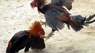 Pelea De Gallos  Clave Efectiva quot2018quot Exclusivo [upl. by Annadroj]