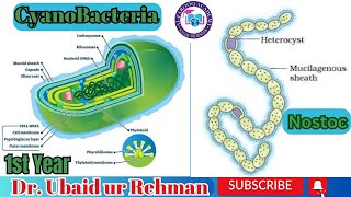 69 Characteristics of Cyanobacteria  Nostoc  Hormogonia  Akinetes  Class 11  Biology [upl. by Suollecram]