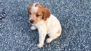 Chiots Epagneul breton de 2 mois [upl. by Frida]