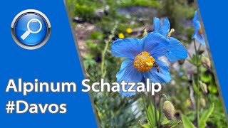 Botanischer Alpengarten Alpinum Schatzalp Die Naturschätze rund um Davos mit allen Sinnen entdecken [upl. by Enaed]