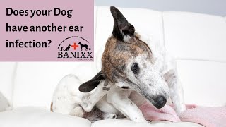 Dog Ear Infection Treatment [upl. by Austina103]