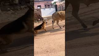 German shephard ki harkato se paresan hokar maza chakhaya countrytellers [upl. by Hoye373]