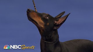 National Dog Show 2022 Terrier Group Full Judging  NBC Sports [upl. by Waugh]