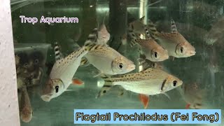 Flagtail Prochilodus Fei Fong [upl. by Jaqitsch]