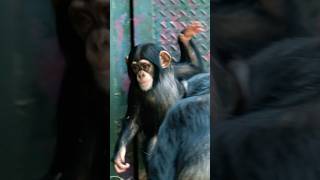 Baby Chimpanzee Slaps a Bigger Chimp funnyanimalvideos [upl. by Lombardy]