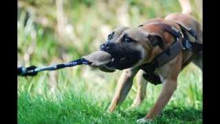 Staffordshire Bull Terrier Sporting Club NL [upl. by Arreis]