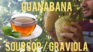 The fruit that is 10000 times stronger than Chemotherapy Soursop  Guanabana Graviola [upl. by Yelrahc778]