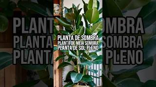 O QUE SIGNIFICA PLANTA DE SOMBRA MEIA SOMBRA E SOL PLENO  Entenda as diferenças entre cada uma [upl. by Ojibbob]