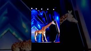 Americas Got Talent Giraffe 🦒 Magic😱😨  Duo SchumacherAGTamericagottalentmagic [upl. by Darleen]