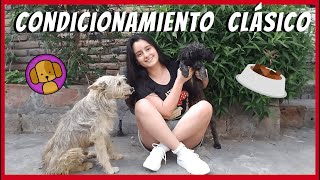 ¡Entrena a tu mascota  Condicionamiento Clásico  Daniela Venegas Martínez [upl. by Ahsenak]