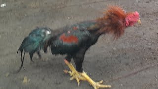 ayam birma amp ayam pakhoy di kebun [upl. by Anitsua]