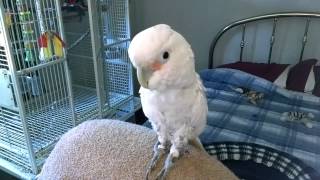 One Crazy Goffin Cockatoo shes Sweet [upl. by Meehaf]