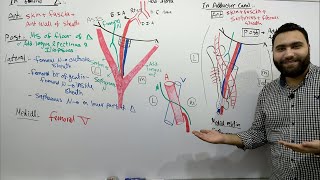 Arteries of lower limb part 1 [upl. by Narih]