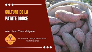 Culture de la patate douce [upl. by Dodds]