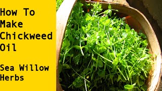 How to Make Chickweed Infused Herbal Oil [upl. by Aylmar]