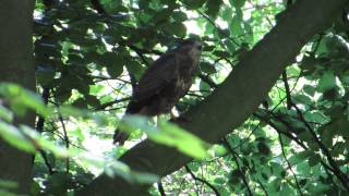 Vroege Vogels  Krijsende buizerd [upl. by Sulrac558]