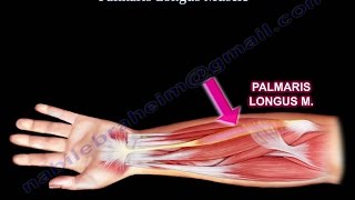 Anatomy Of The Palmaris Longus Muscle  Everything You Need To Know  Dr Nabil Ebraheim [upl. by Annaear]