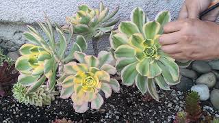 How to promote new branches on your Aeonium Sunburts succulent [upl. by Cawley]