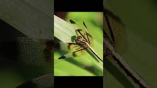 Paddy Skimmer dragonfly insects nature [upl. by Aidin171]