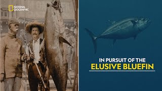 Legendary Tuna Hunt  Legendary Catch  हिंदी  Full Episode  S1  E4  Nat Geo Wild [upl. by Boyes]