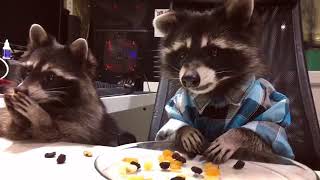 Raccoons in shirts eating biscuits [upl. by Chatterjee]