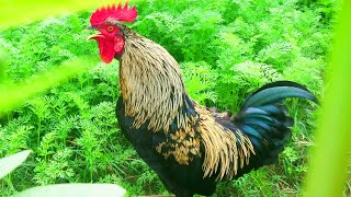 Amazing Rooster Crowing Compilation Plus 2024 Rooster sound effect video [upl. by Yzdnil221]