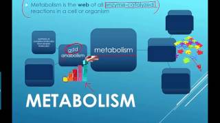 Metabolism Intro 2016 IB Biology [upl. by Yenruogis]