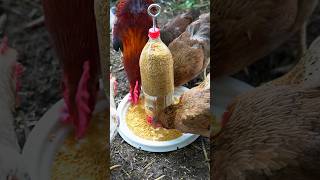 Aprende a hacer un alimentador de pollo casero utilizando solo una botella [upl. by Talanta]