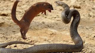 The Most Brutal Fight Cobra vs Mongoose [upl. by Ahseenal]