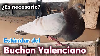 ¿Nuevo Buchón Valenciano 🤫 Las distintas líneas y la polémica en la creación del estándar 🕊️ [upl. by Sinylg]