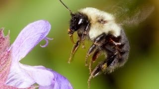 Macro PhotographyCloseup Digital Photography Tutorial featuring Flowers [upl. by Yhtnomit]