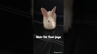 Main Toh Thak Gaya 🤣🤣 shorts ytshorts funny shortsfeed comedy shortsvideo rabbit [upl. by Ydaj]