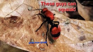 CowkillerVelvet Ant Squeaking😯 [upl. by Sarilda]