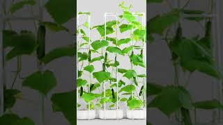 Smart Hydroponics Growing System  Climbing Trellis Super Indoor Hydroponics Growing System [upl. by Uhn70]