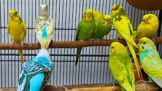 Parrots singing beautiful birds voice beautiful budgies birds sounds [upl. by Ogait]