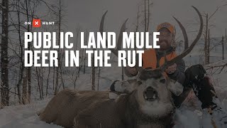 Public Land Mule Deer in the Rut [upl. by Nifled]