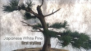 Looking for suggestions Japanese White Pine First Styling [upl. by Eeralav872]