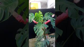 Monstera deliciosa video Coming soon monstera monsteradeliciosa [upl. by Leibarg605]