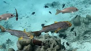 Komandoo Maldives Island Resort snorkeling house reef 2024 [upl. by Akinad248]