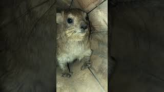 Hyrax screaming for his mother🤣🤣 animal hyrax meme foryou funnyanimals fy cuteanimals [upl. by Karlin]