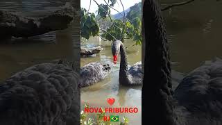 ❤NOVA FRIBURGO RJ 🇧🇷 [upl. by Alieka]